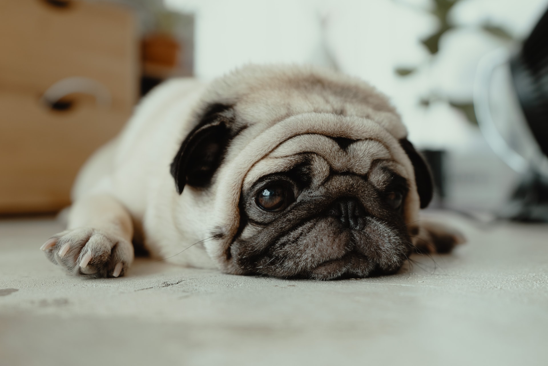 Keep your pets safe during house cleaning